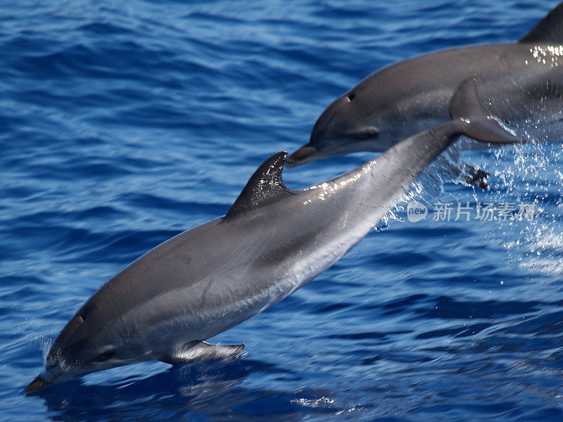 大西洋斑海豚(Stenella frontalis)